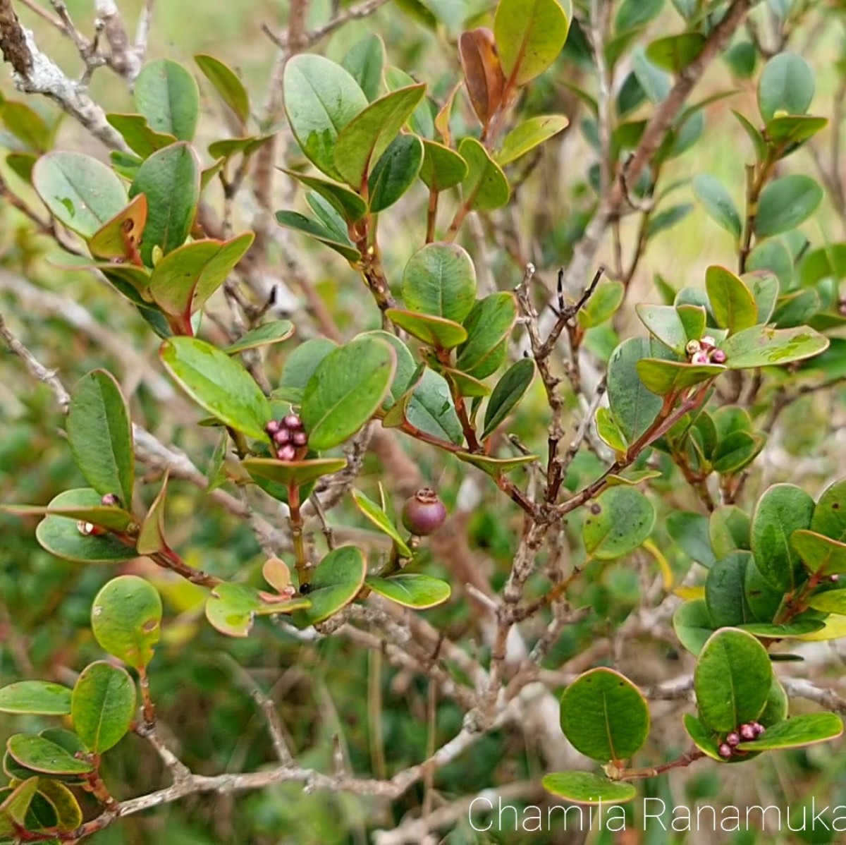 Syzygium oliganthum Thwaites